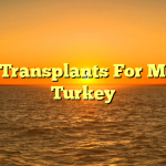 Hair Transplants For Men in Turkey