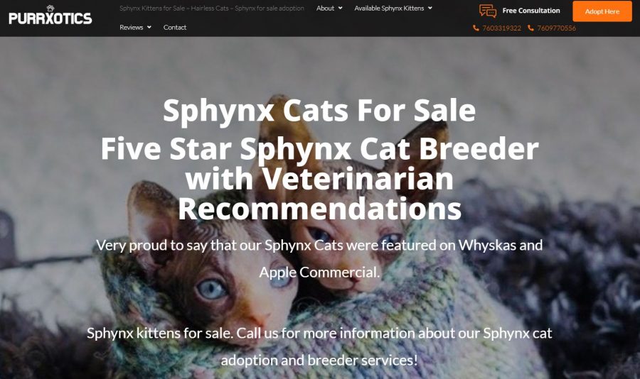 Sphynx Cat Cost